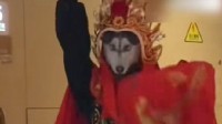 00后川剧变脸变出二哈表情包 网友：真会整活