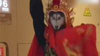 00后川剧变脸变出二哈表情包 网友：祖师爷要气笑了