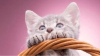 冷知识：阅读650字消耗1卡路里 世界最大的猫咕噜声