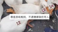 男子套圈套中十几只大鹅 网友热议：该不该适可而止