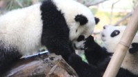 2人被终身禁入成都熊猫基地 因向大熊猫投掷苹果
