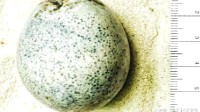 英国出土1700年前鸡蛋发现仍有蛋液 像硫黄一样臭气