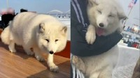 哈尔滨游客与白狐合影被咬伤 监管部门：不合规