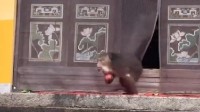 泼猴大闹寺庙偷吃贡品还虐狗 景区:保护动物无法干预