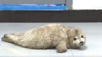 辽宁大连发现“落单”斑海豹幼崽 已得到专业照顾
