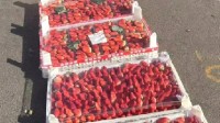 草莓价格“腰斩”登热搜 一上午可以卖百八十箱