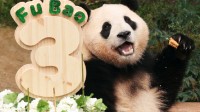旅韩大熊猫回国在即 韩国民众排队近7小时泪别大熊猫