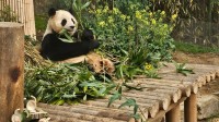 旅韩大熊猫福宝回国前展出 数千韩国民众送别