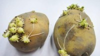 山东食物中毒患者超过云南 山东孩子：是我太难杀