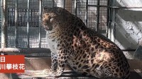 金钱豹圆润似海豹走红网络 园方回应：主要给它喂牛肉