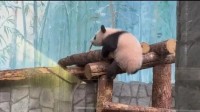 旅俄大熊猫幼崽：在俄出生的喀秋莎首次公开亮相
