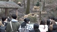 日本大学生中国“探亲”大熊猫：组团看香香