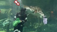 潜水员下水喂食时被大鱼咬头 海洋馆：潜水员未受伤