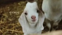 《向往的生活》小羊小不点去世：去找妈妈了