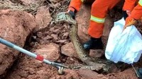 福建龙岩一工地挖出“冬眠”蟒蛇：2.5米长 35斤重