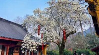 杭州法喜寺500年古玉兰如期绽放 花期短暂而珍贵