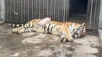 扮猪吃老虎是真的 动物园里小猪趴在老虎肚子上睡觉