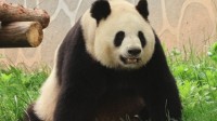大熊猫被饲养员用铁锨驱打 官方通报：予以辞退