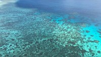 遭遇“水下丛林大火” 澳大利亚大堡礁大片珊瑚白化