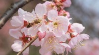 武大樱花开放了！官方：实行网络预约 不收任何费用