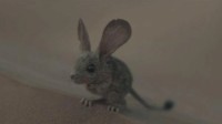 《沙丘2》中用耳朵喝水的沙漠鼠 现实里真的存在？