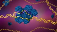科学家成功清除已感染的艾滋病毒：基因编辑技术