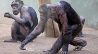 德国一动物园黑猩猩被同伴薅秃 园方：只是过度梳理