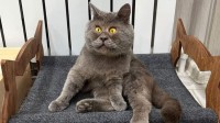 俄罗斯丑猫天生斗鸡眼：却做网红吸了30多万粉