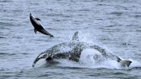 虎鲸新势力崛起 以抹香鲸为食：攻击手段很暴力