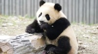 大熊猫“青糍”死亡 因患罕见肠梗阻并发肠套叠