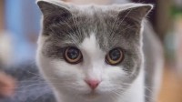 你知道克隆宠物成功率吗？用16只猫克隆1只去世的猫