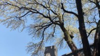 武汉150岁杜梨树开花：曾被圈在室内四十多年