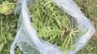 大妈连吃7天野菜吐血晕厥 医生：别自行挖野菜食用