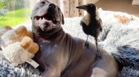 喜鹊和狗狗CP被澳洲环境部门强行拆开 万人愤怒请愿