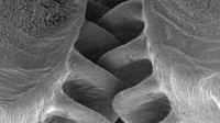 三毫米的小虫子居然进化出了齿轮 目前已知唯一