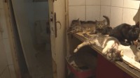 收养了159只猫却被判终生禁养 法院：患了动物囤积症