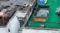 上海一居民楼顶现“巨大鱼缸”近2.5吨 目前已拆除