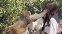 野猴成群闯入高校女生宿舍 校方：已驱赶 无人受伤