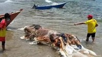 巨型生物尸体冲上马来西亚海滩 形似外星生物难辨认