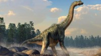 阿根廷南部发现恐龙遗骸 生活于6600万年前的泰坦龙