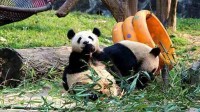男子盗采竹笋投喂熊猫 被终身禁入熊猫中心各基地