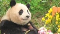 韩国将拍摄大熊猫福宝电影 片名叫《再见爷爷》