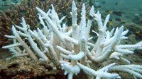 全球第四次珊瑚白化事件开始 8.5亿人将到受影响