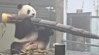 大熊猫吃笋整出了扛炮筒的架势 网友狂笑:一根管饱
