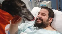 西班牙医院用治疗犬激励病人 与狗互动缓紧张情绪