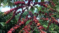 全球咖啡价格不断上涨 厄尔尼诺事件导致咖啡减产