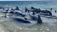 160多头领航鲸在澳洲海滩搁浅：或将被迫安乐死