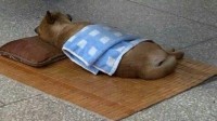 山西午睡文化已经不分物种了：家里的猫 路上的狗