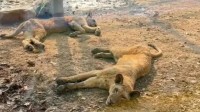 湖南一动物园被曝狮子瘦骨嶙峋 回应:可能水土不服