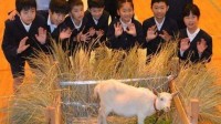 日本小学今年招不到新生 干脆招了只雌性小羊